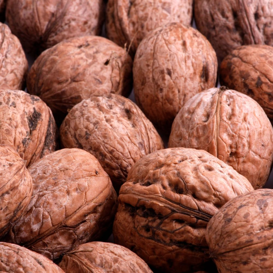Black Walnut Tree Live Plant, 6 to 8 Inc Tall, Walnut Plant Live, Fruit Tropical Garden