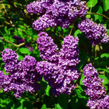 3 Purple Lilac Trees Live Plants, 1-2 Feet Tall, Bareroots, Reblooming Lilac Plant Live for Planting, Fragrant Flowers Bush Ready to Grow, No Leaves
