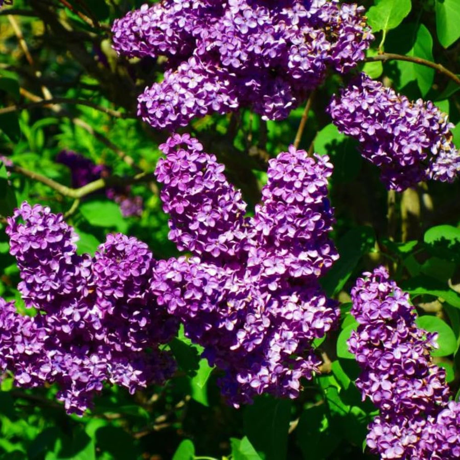3 Purple Lilac Trees Live Plants, 1-2 Feet Tall, Bareroots, Reblooming Lilac Plant Live for Planting, Fragrant Flowers Bush Ready to Grow, No Leaves