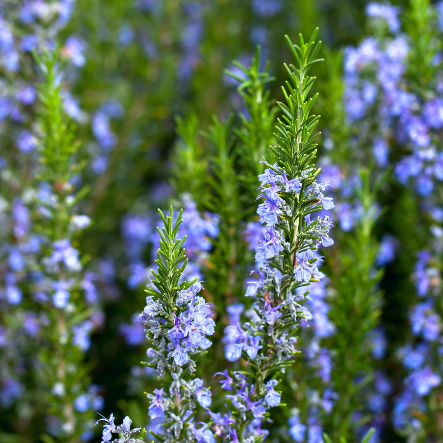 Upright Rosemary Live Plant 4-7 Inches, Hardy, Fragrant Herb for Pots and Containers Growing
