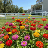 Set 250 Mix Zinnia Seeds for Planting, Heirloom Flower Seeds, Vibrant Zinnia Flowers for Indoor Outdoor Garden