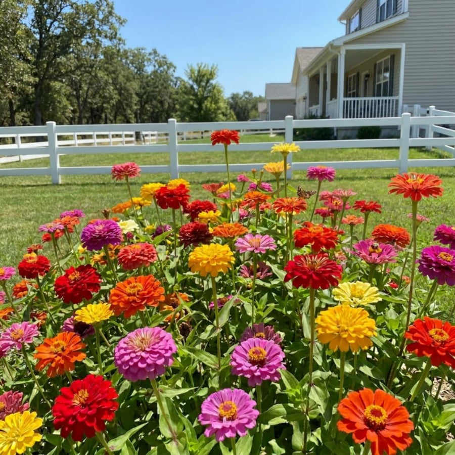 Set 250 Mix Zinnia Seeds for Planting, Heirloom Flower Seeds, Vibrant Zinnia Flowers for Indoor Outdoor Garden