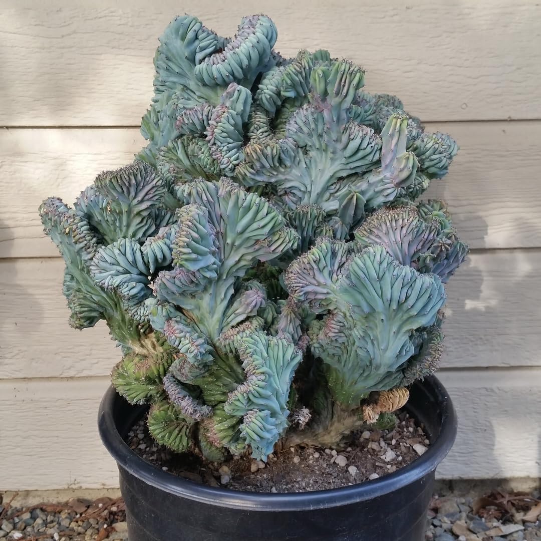 Live Blue Candle Curly Cactus Plant, Rare Succulent for Indoor or Outdoor Growing (4 Inch Pot)