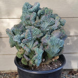 Live Blue Candle Curly Cactus Plant, Rare Succulent for Indoor or Outdoor Growing (4 Inch Pot)