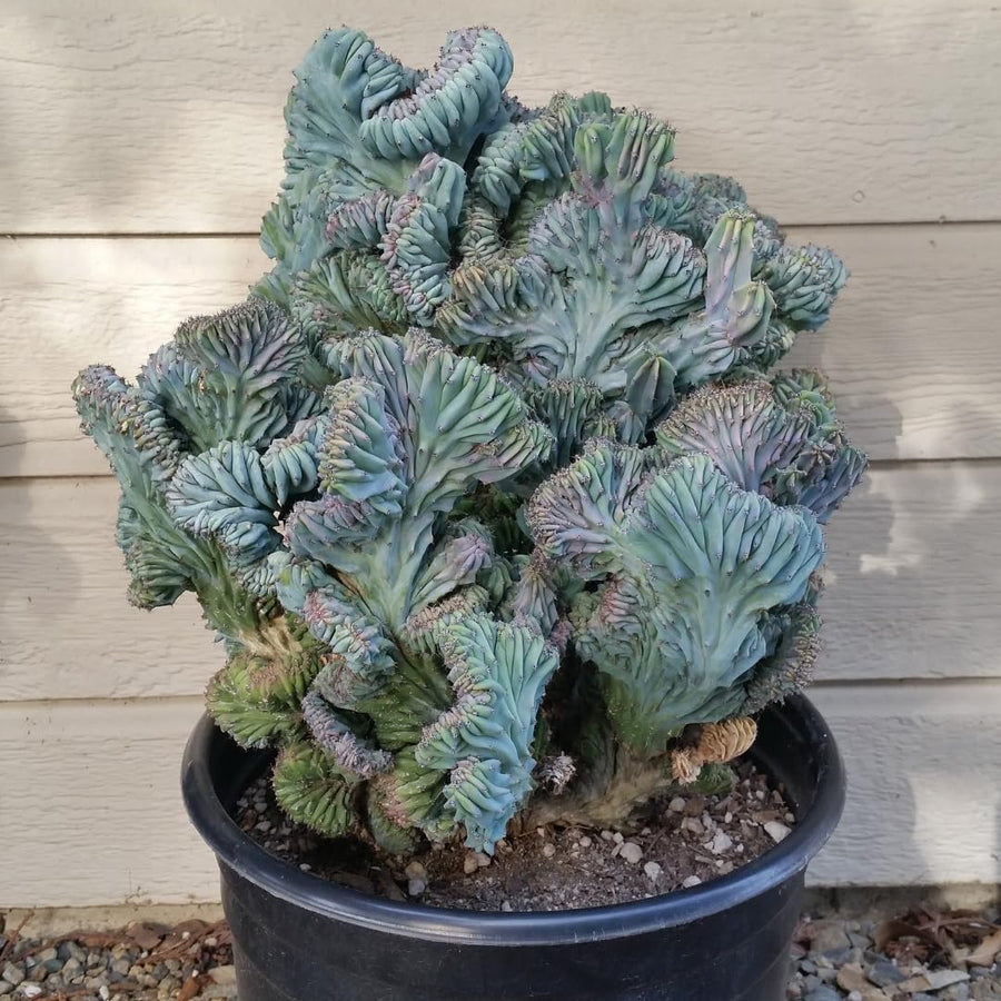Live Blue Candle Curly Cactus Plant, Rare Succulent for Indoor or Outdoor Growing (4 Inch Pot)