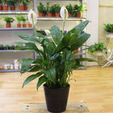 Peace Lily Plant with White Blooms, Well Rooted Peace Lily House Plant, White Flower 4-6 Inches Tall, No Pot
