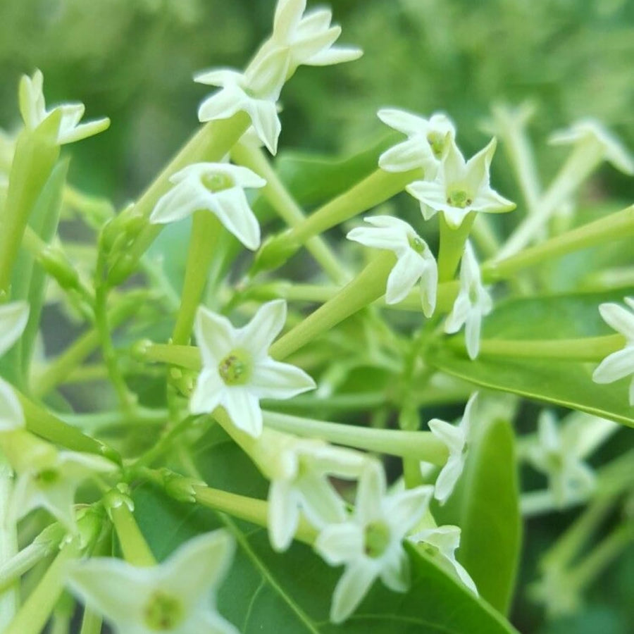 Jasmine Plant, Live Fragrant Jasmine Flower Plants 4'' Pot, Jasmines Well Rooted for Indoor Outdoor Garden (Night Jasmine Flower)