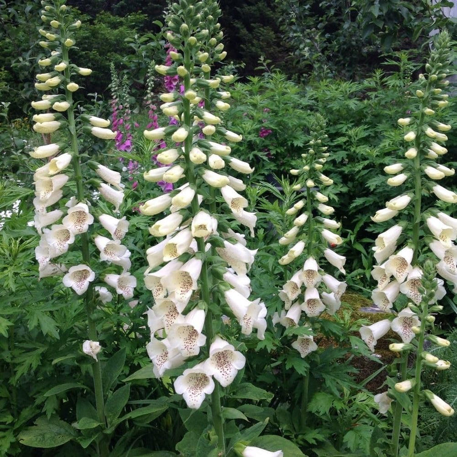 Live White Foxglove Plant, 3-5" Tall, 3 Inch Pot, White Foxglove Plant, Hardy Perennial with Colorful Summer Flowers