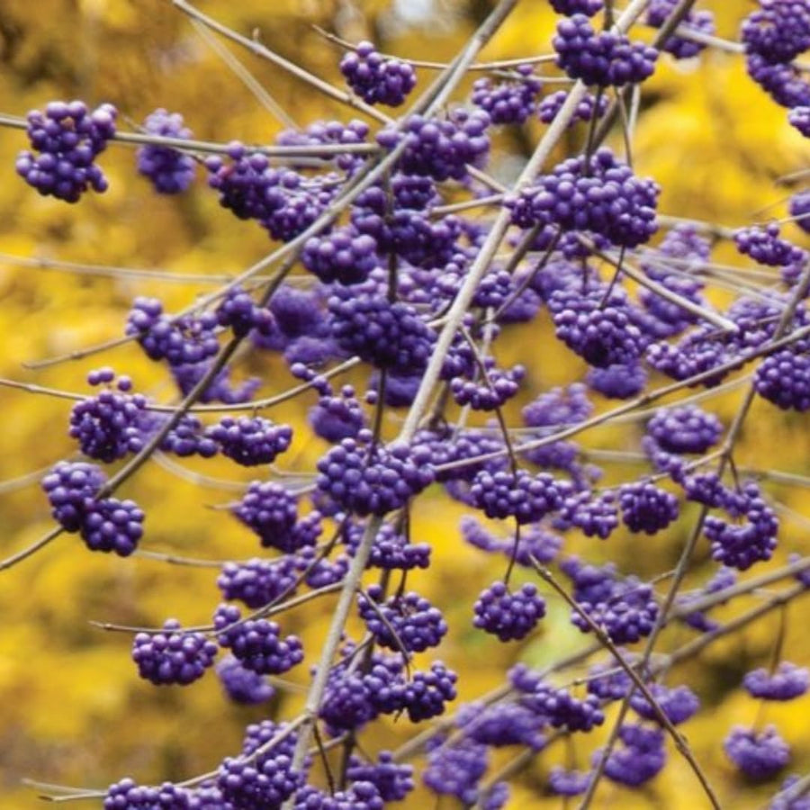 Rare Variegated Beautyberry Tree Live Plant, 4-5 Inches Tall, Variegated Beautyberry Shrub for Outdoor Garden and Landscape Growing