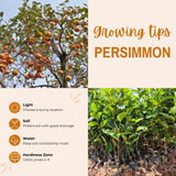 Persimmon Tree Live Plant, Persimmon Fruit Trees Live Plants, Well Rooted, 8-10 Inches Tall, Sweet Fruit Tree for Edible Garden, Backyard