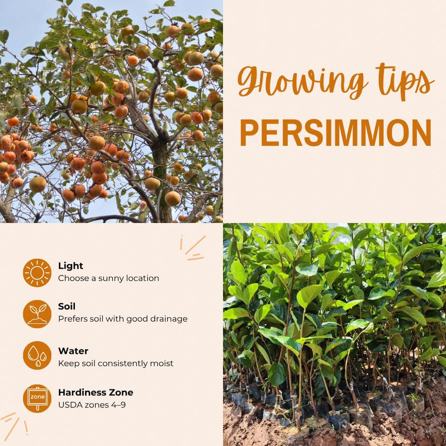 Persimmon Tree Live Plant, Persimmon Fruit Trees Live Plants, Well Rooted, 8-10 Inches Tall, Sweet Fruit Tree for Edible Garden, Backyard