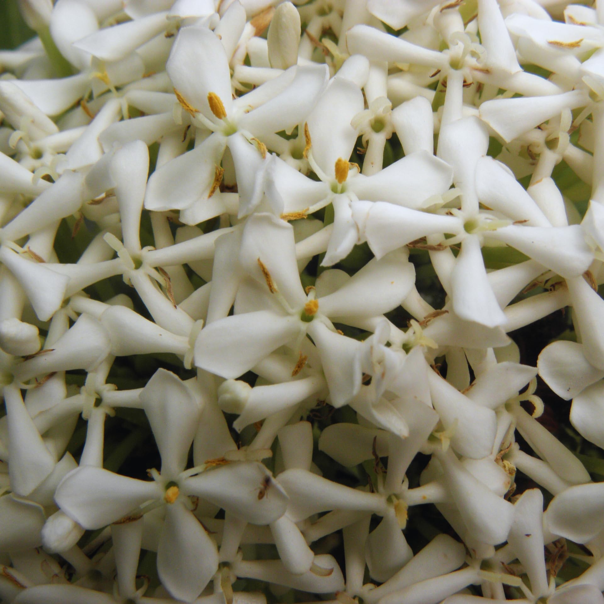 2 Dwaft Ixora Plants Live, Flowers Plants, Live Ixora Plant from 4 Inc Tall Well Rooted (White)
