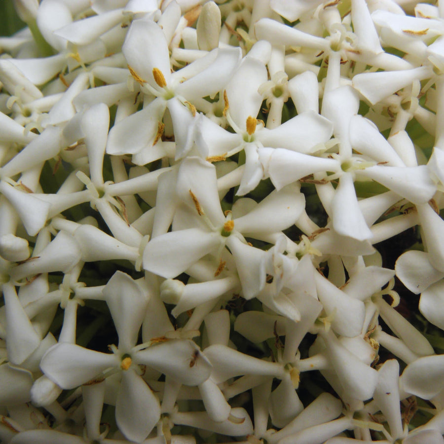 2 Dwaft Ixora Plants Live, Flowers Plants, Live Ixora Plant from 4 Inc Tall Well Rooted (White)