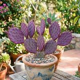 50 Purple Prickly Pear Seeds, Prickly Pear Cactus Seeds, Drought Tolerant Plant for Outdoor Growing