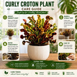 Curly Croton Live Plant in 4 Inch Pot - 5 to 8 Inch Tall Colorful Tropical Houseplant, Perennial Croton Plants - Indoor Decorative Foliage Plant