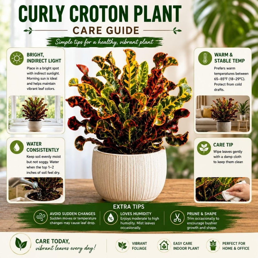 Curly Croton Live Plant in 4 Inch Pot - 5 to 8 Inch Tall Colorful Tropical Houseplant, Perennial Croton Plants - Indoor Decorative Foliage Plant