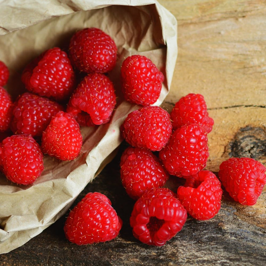 2 Raspberry Plants Live for Planting, 5 to 7 Inc Long, Raspberry Bushes Live Plants Outdoor Growing, No Pot