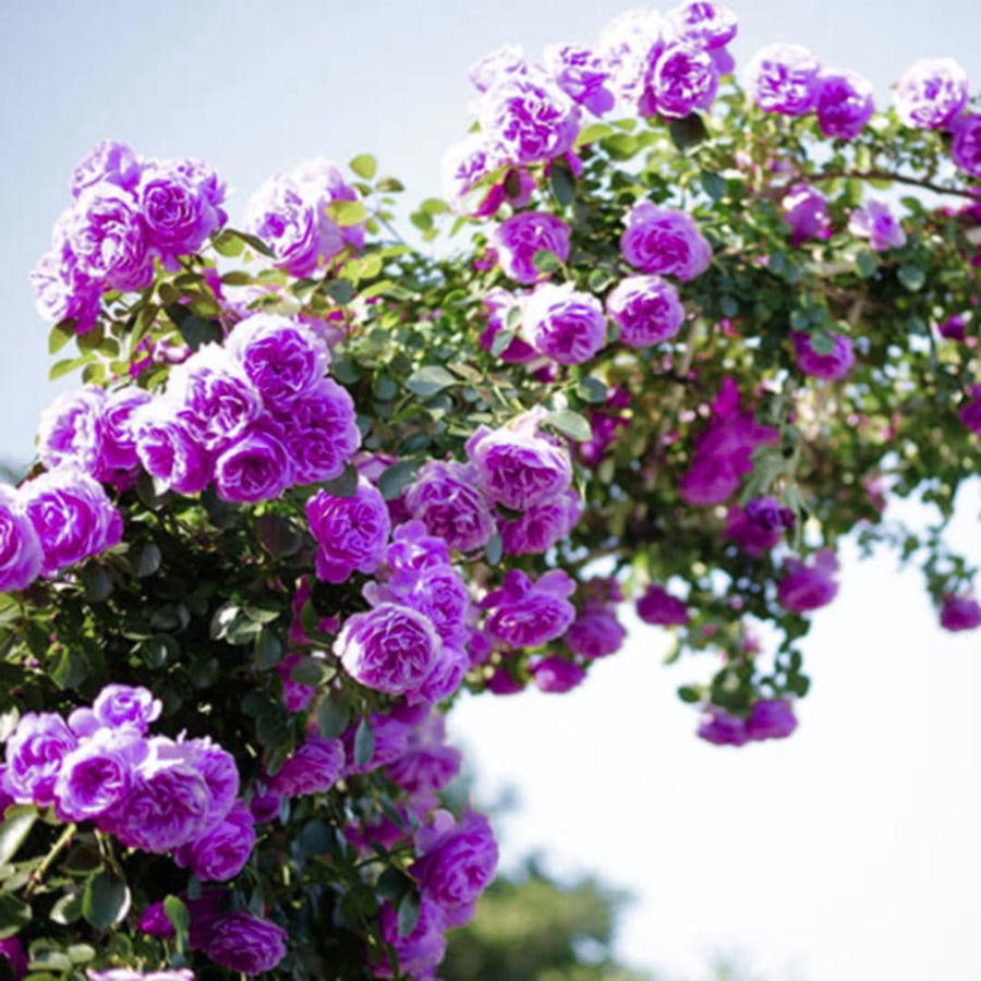 Purple Climbing Rose Live Plant Bare Root, Live Rose Bushes Ready to Plant Outdoor, 7-12 Inc Tall, Well Rooted, Cold Hardy