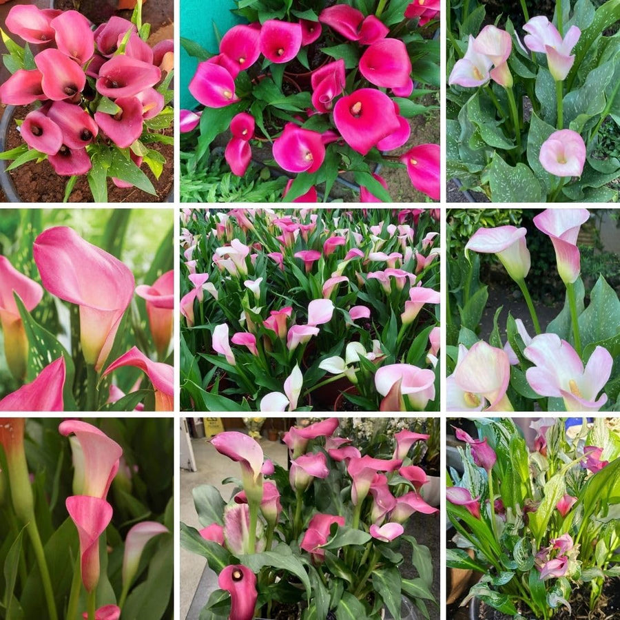 Set 3 Pink Calla Lily Bulbs for Outdoor Planting, Calla Lily Bulbs for Planting, Ornamental Flower Bulbs for Growing