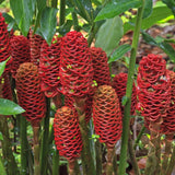 Live Awapuhi Shampoo Ginger Plant 5-10" in Tall, Cold Hardy Red Ginger Oudoor Planting, Pinecone Zerumbet Zingiber, Ginger Lily Flowers