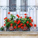 4 Red Geranium Plants Live, 4 to 6 Inches Tall, Geranium Live Plants for Garden