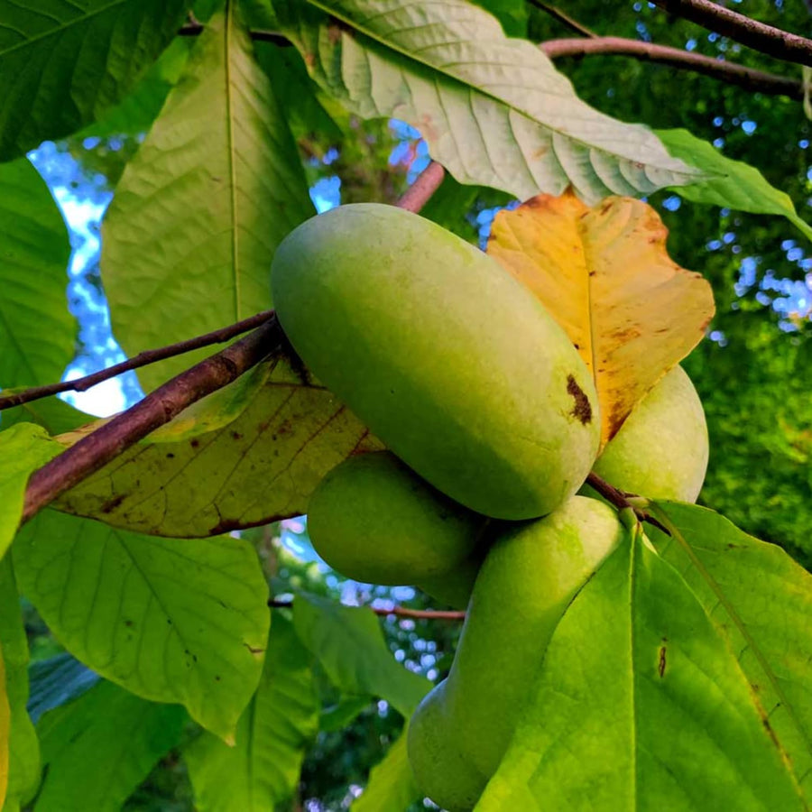 Pack 2 Pawpaw Trees Live Bareroots, 6-12 Inches Tall, Hardy Paw Paw Fruit Trees to Grow