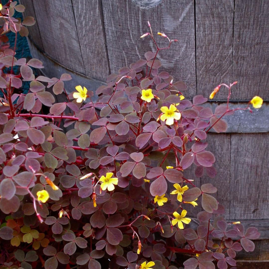 Live Burgundy Yellow Oxalis Plant, Shamrock Plant, 4-8 Inches Tall, Ready for Planting