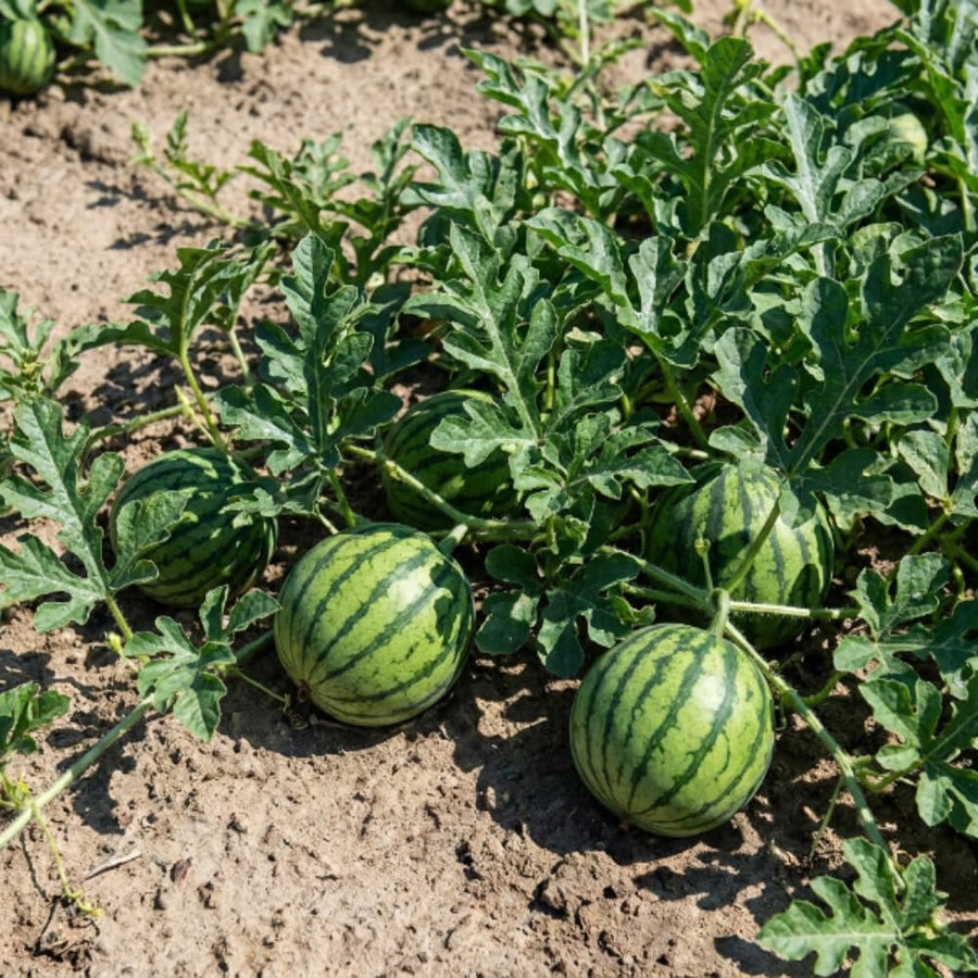 Sugar Watermelon Plant Live, Watermelon Vine Plant, 4 Inches Tall in 3.5 Inch Pot, Sweet Fruit, Fast Growing for Garden Growing