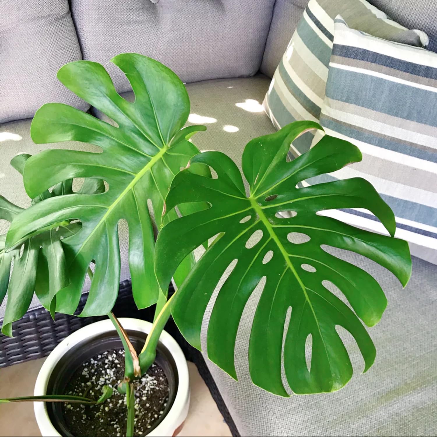 2 Monstera Deliciosa Philodendron Live Plant 5-9" Tall, Rare Tropical Indoor Houseplant Home Garden