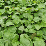 5000 Green Amaranth Seeds for Planting, Tricolor Vegetable Seeds for Garden, Fresh Amaranth Seed for Raised Beds, Containers or Outdoor Growing
