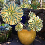 Aeonium Plant Live, Rarre Aeonium Succulents Indoor Houseplant in 4'' Pot, Succulents for Home Office Decoration (Stripe)