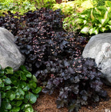 Purple Black Heuchera Live Plant, Coral Bells Shrubs Perennial, Well Rooted Plants 4-7 Inch Tall