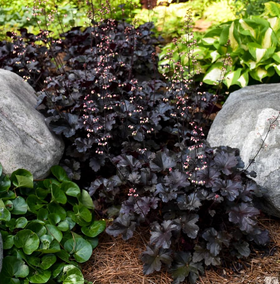 Purple Black Heuchera Live Plant, Coral Bells Shrubs Perennial, Well Rooted Plants 4-7 Inch Tall