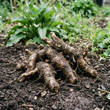 10 Comfrey Root Cuttings, Live Comfrey Plants for Planting, Fast Growing Perennial Herbs for Outdoor Garden