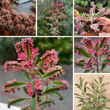 Kalanchoe Live Plant, Kalanchoe Mother of Thousands, Variegated Succulent Houseplant Indoor, 2 Inch Pot (Pink)