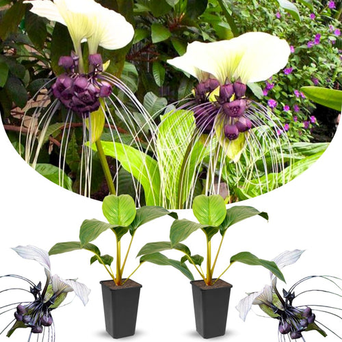 2 White Bat Flower Live Plants, Bat Orchird Tacca Chantrieri Houseplant 4-6 Inches Tall