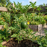 Sugar Watermelon Live Vine Plant, 5 Inches Tall in 4 Inch Pot, Watermelon Fruit Vine, Sweet Fruit Plant for Outdoor Garden