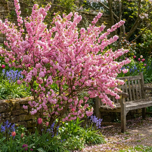 Almond Tree Live Plant, Pink Flowering Almond Shrub, 8-10 Inches Tall, Double Pink Blooms, Spring Blooming Ornamental Shrubs for Outdoor Garden