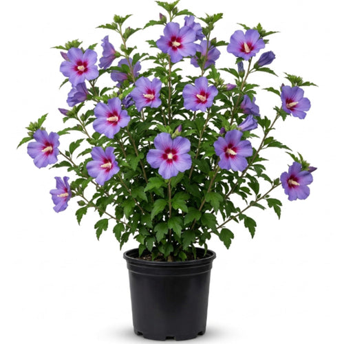 Purple Althea Plant, Quart Pot, 6-12 Inch Plants Rose of Sharon Flowering Shrub, Hardy Hibiscus Flower Plant for Outdoor Landscapes