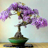 Purple Wisteria Tree Live Plant for Planting, 6-12 Inc Tall, Wisteria Vine Fragrant Flowers, Potted Well Plant
