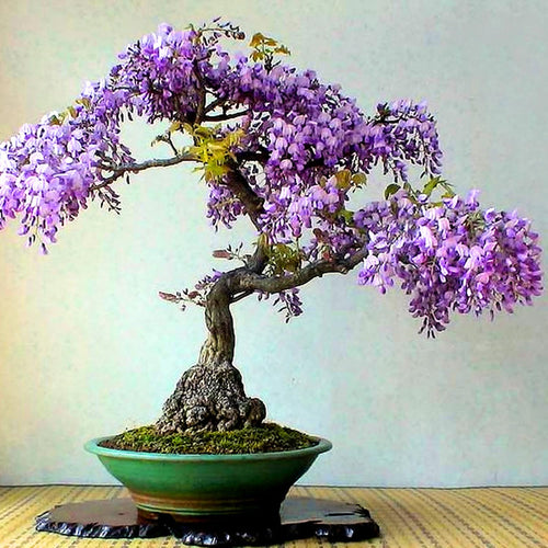 Purple Wisteria Tree Live Plant for Planting, 6-12 Inc Tall, Wisteria Vine Fragrant Flowers, Potted Well Plant