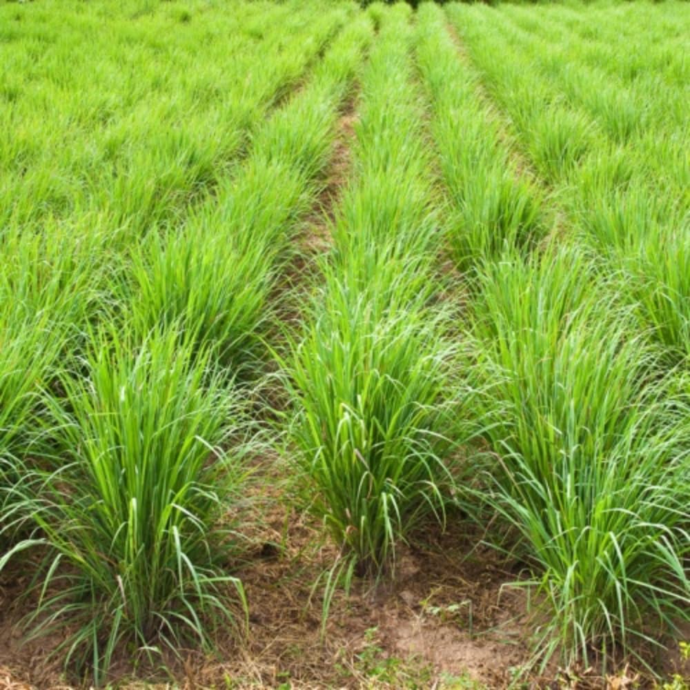 4 Lemongrass Live Plants, Lemon Grass Rooted Plants 8-10'', Ready to Plant Indoor Outdoor