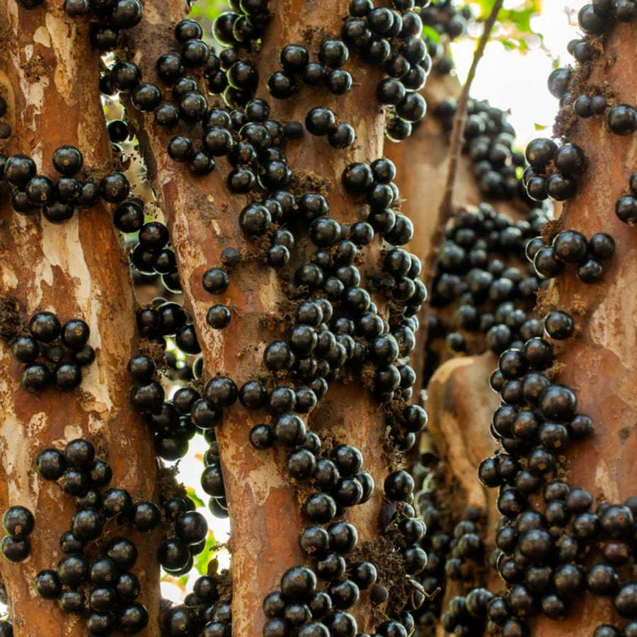 3 Years Old Jaboticaba Tree Plant Live, Air-Layered 3 Feet Tall, Black Jaboticaba Fruit Tree, Well-Rooted for Outdoor Zones 9-11, Brazilian Grape Jabuticaba