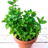 Fragrant Mint Plant Live, 4-6 Inches, Culinary Mint Herb for Indoor Outdoor Gardens (Spearmint)