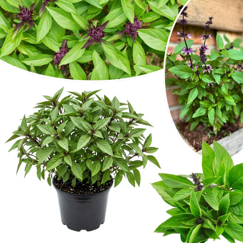 12 Plants of Basil Plants, Live Basil Plants for Garden Indoors Outdoors, 5-6'' Tall Size Plant