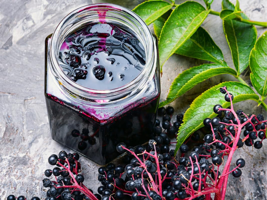 3 American Elderberry Trees Live Plant for Planting, Black Elderberry Bush Live Plants, Bareroots 6-12 Inc Tall, Sambucus Canadensis Elderberry Plant Live, Elderberries Fruit Tree