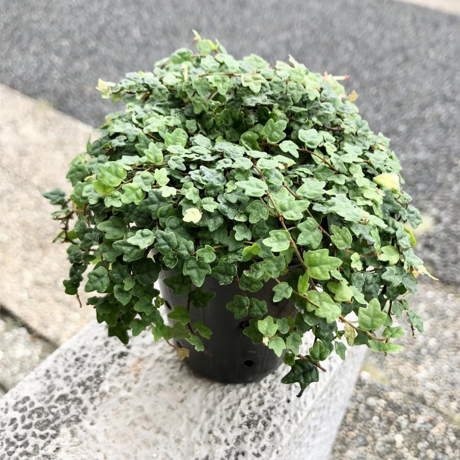 String of Frog Live Plants, Easy Indoor Trailing Succulent in 2.5" Pot, Hanging Succulent Houseplant Indoor Outdoor Planting