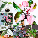 Set 2 Princess Philodendron Live Plants, Rare Variegated Tropical Houseplants, 5-8 Inch Tall Indoor Foliage (Assorted Princess Philodendron)