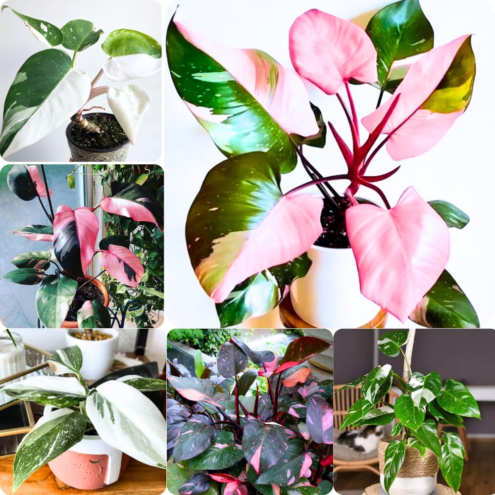 Set 2 Princess Philodendron Live Plants, Rare Variegated Tropical Houseplants, 5-8 Inch Tall Indoor Foliage (Assorted Princess Philodendron)