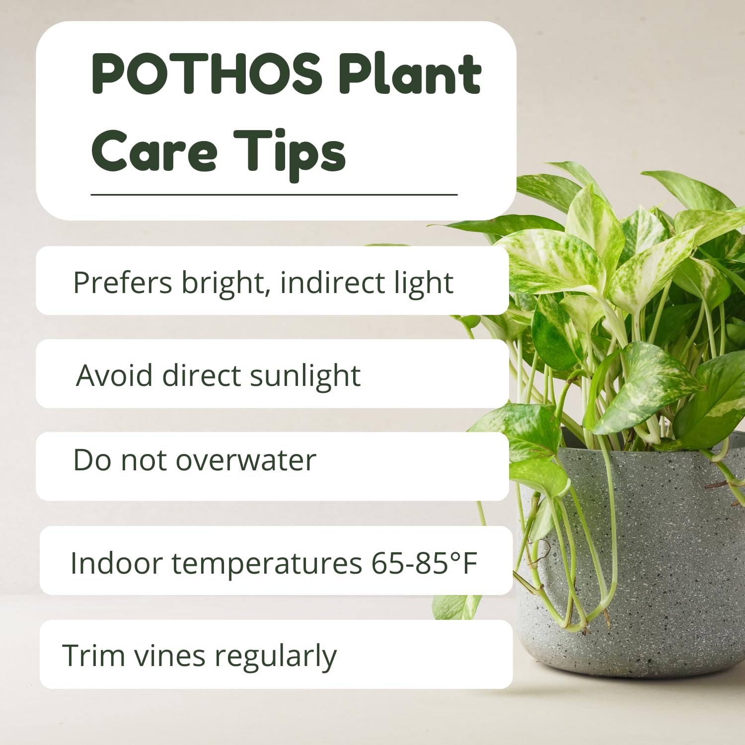 3 Mixed Pothos Live Plants in 4 Inch Pot, 3-6" Live Pothos Plant, Assorted Vine Houseplant for Hanging Basket, Garden Pots